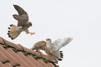 Two kestrels i (Falco tinnunculus) in a dynamic interaction above a roof, territorial dispute,