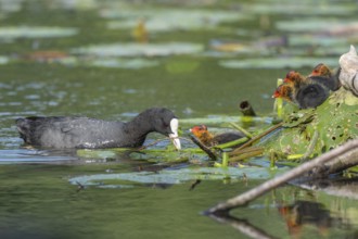 Eurasian burbot (Fulica atra) feeding its chicks. Bas Rhin, Alsace, France, Europe