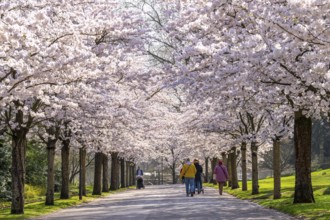 Cherry avenue, ornamental cherry blossom in Grugapark in Essen, Japanese May cherries, Prunus x