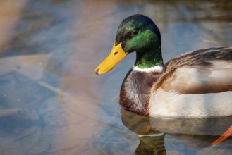 Close-up of a male mallard (Anas platyrhynchos) in the water with bright green feathers, Ternitz