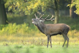 A Red deer (Cervus elaphus) male on a early foggy morning roaring at the edge of the woods