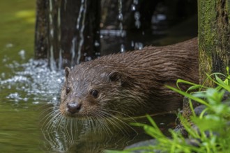 Eurasian otter, European river otter (Lutra lutra) close-up portrait in stream