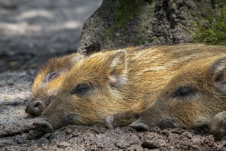 Three wild boar (Sus scrofa) piglets, juveniles sleeping in the mud in spring