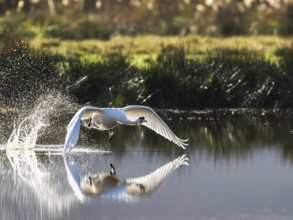 Mute Swan (Cygnus olor) in flight over marshes in winter