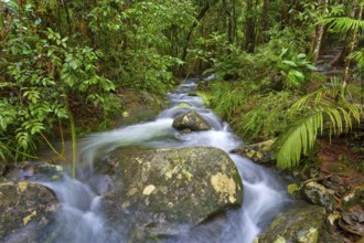 River course, water, stream, river, movement, flowing, jungle, rainforest, tropical, tropical