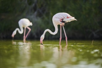 Greater Flamingo (Phoenicopterus roseus) walking in the water, Parc Naturel Regional de Camargue,