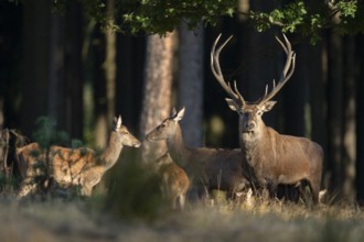 Red deer (Cervus elaphus) and red deer standing at the edge of the forest, captive, Germany, Europe