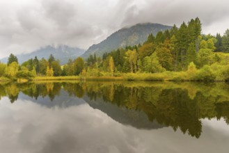 Marsh pond near Oberstdorf, Oberallgäu, Allgäu, Bavaria, Germany, Europe