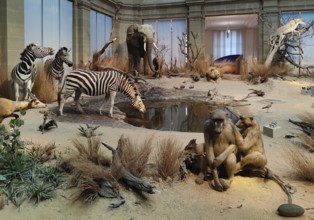 Lichthof Museum Koenig, central diorama African savannah, Station Weg der Demokratie, Bonn, North