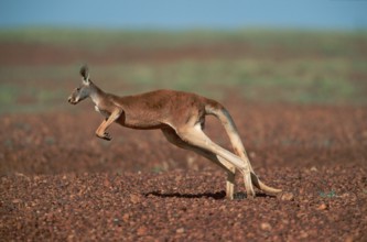 Red red kangaroo (Macropus rufus), Stuart National Park, Page, Australia, Oceania