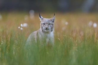 Eurasian lynx (Lynx lynx), in meadow
