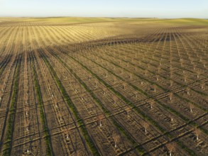Cultivated young Almond Trees (Prunus dulcis) in the Campiña Cordobesa, the fertile rural area