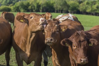 Buntscheck cows on pasture, Franconia, Bavaria, Germany, Europe