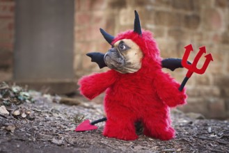 French Bulldog dog with red devil costume wearing a fluffy full body suit with fake arms holding