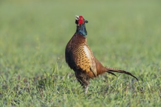 Pheasant (Phasianus colchicus), courtshiping cock, Upper Austria, Austria, Europe