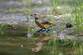Red crossbill, common crossbill (Loxia curvirostra) male drinking water from pond, rivulet