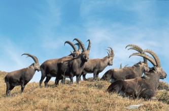 Alpine Ibex (Capra ibex), males, Switzerland, alps, side, Europe