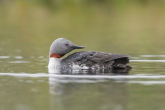 Red-throated diver (Gavia stellata) in the water, Central Sweden, Sweden, Europe