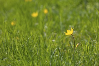 Wild tulips (Tulipa sylvestris) in flower, Saxony, Germany, Europe