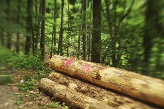 Forest damage in the Sauerland region has caused about 40 % of the spruce stand, especially in