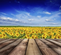 Wooden planks floor with idyllic scenic landscape of sunflower field and blue sky in background