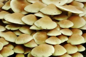Mushrooms in the forest, October, Saxony, Germany, Europe