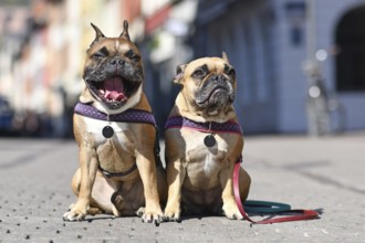 Pair of matching French Bulldogs sitting in city street on sunny day with one dog having mouth wide