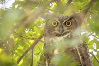 The yellow eyed great horned owl resting in the tree
