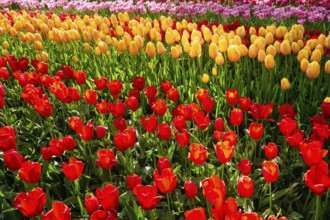 Blooming tulips flowerbed in Keukenhof flower garden, also known as the Garden of Europe, one of