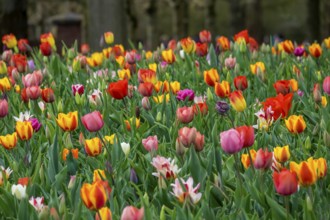 Bed with colourful tulips (Tulpia), Keukenhof, Lisse, province of South Holland, Netherlands