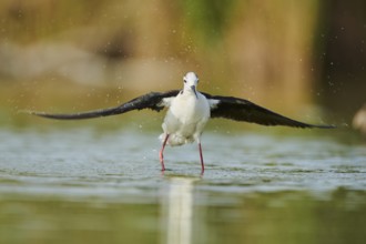Black-winged stilt (Himantopus himantopus) standing in the water cleaning ists feathers, Camargue,