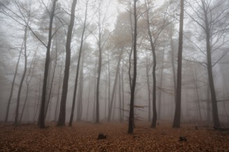 Trees in the forest in the fog, autumn forest, Baden-Württemberg, Germany, Europe