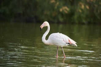 Greater Flamingo (Phoenicopterus roseus) walking in the water, Parc Naturel Regional de Camargue,