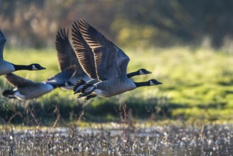 Canada Goose (Branta canadensis) birds in flight over Marshes at winter time