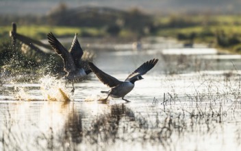 Canada Goose (Branta canadensis) birds in flight over Marshes at winter time