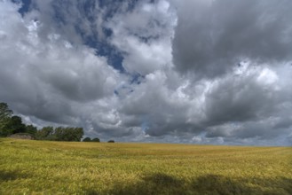 Wheat (Triticum aestivum), cloudy sky, Mecklenburg-Western Pomerania, Detschland