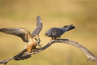 Red-footed falcon (Falco vesperetinus) Male handing over a captured lizard to female, Hungary,
