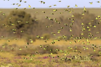 Budgerigars (Melopsittacus undulatus), New South Wales, Australia, Oceania
