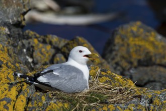 Black-legged Kittiwake (Rissa tridactyla), adult bird sitting in a nest, Runde, Møre og Romsdal,