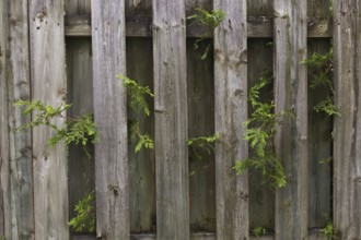 White Cedar (Thuja occidentalis) hedge branches growing through wood plank fence on residential