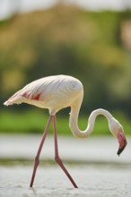 Greater Flamingo (Phoenicopterus roseus) walking in the water, Parc Naturel Regional de Camargue,