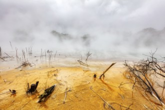 Geothermal, Park, Rotorua, New Zealand, Oceania