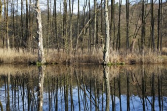 Deadwood, secondary habitat, alder swamp forest on the banks of the Peene River, Peene Valley River