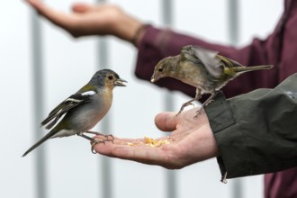 Two Madeira (Fringilla coelebs maderensis) chaffinches, sitting and eating out of hand, being fed,