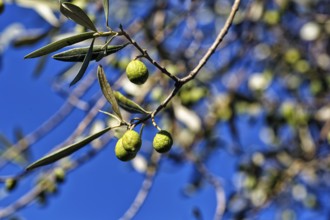 Unripe olives on a branch, olive branch, olive tree (Olea), olive tree, detail, symbolic image