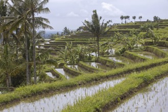 Jatiluwih terraced paddy fields, rice terraces in the highlands of West Bali, Indonesia, Asia