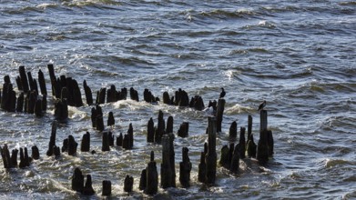 Cormorants sitting on groynes in the Baltic Sea, Waves, Usedom, Germany, Europe