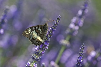 Great banded grayling (Brintesia circe), sitting on lavender flower, Provence, France, Europe