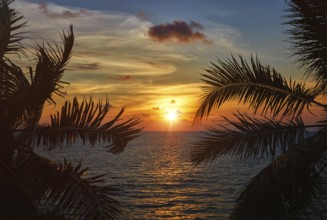 Beach vacation romantic holidays background, ocean sunset visible through palm leaves. Varkala,