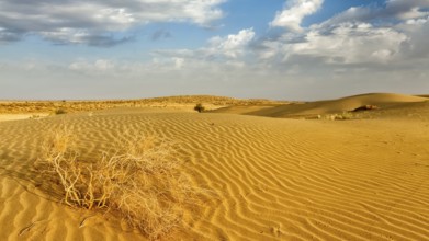 Panorama of dunes of Thar Desert. Sam Sand dunes, Rajasthan, India, Asia
